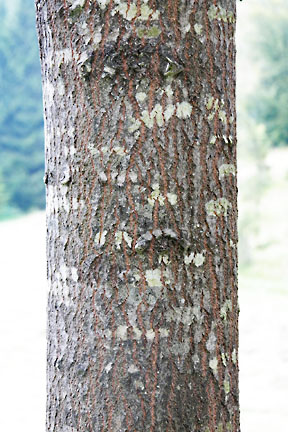 populus trichocarpa 2 graphic